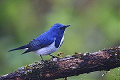 Ultramarine Flycatcher